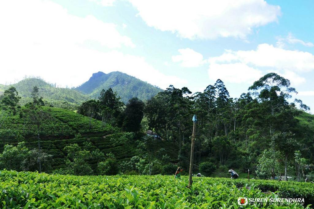 Tea Hills *